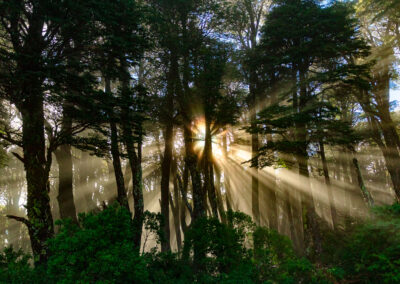 Rayos de sol saliendo tras bosque de árboles, con neblina